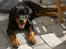 Rottweiler Basse (aflivet 18/1-07)