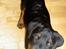 Rottweiler Basse (aflivet 18/1-07)