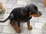 Rottweiler Basse (aflivet 18/1-07)