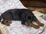 Rottweiler Basse (aflivet 18/1-07)