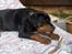 Rottweiler Basse (aflivet 18/1-07)