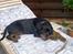 Rottweiler Basse (aflivet 18/1-07)