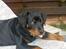 Rottweiler Basse (aflivet 18/1-07)
