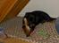 Rottweiler Basse (aflivet 18/1-07)