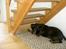 Rottweiler Basse (aflivet 18/1-07)
