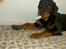 Rottweiler Basse (aflivet 18/1-07)