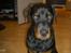 Rottweiler Basse (aflivet 18/1-07)