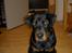 Rottweiler Basse (aflivet 18/1-07)