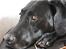 Blanding af racer Muffe - NYT    -Hundeblikket ;)