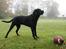 Blanding af racer Muffe - NYT - Muffe´s profil