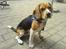 Beagle Bob RIP 22/10-2017 - Se jeg sidder med min nye sele...