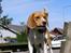 Beagle Bob RIP 22/10-2017 - Jeg vil vare med nå i sidder her...