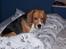 Beagle Bob RIP 22/10-2017 - Okay måske lidt ballede laver jeg...