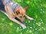 Schæferhund Daisy - død