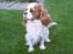 Cavalier king charles spaniel Simpson
