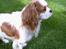 Cavalier king charles spaniel Simpson