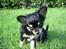 Chihuahua Hugo