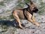 Bullmastiff Brak's Nagako Kuni/Bonnie