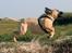 Bullmastiff Brak's Nagako Kuni/Bonnie