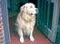 Golden retriever Leregårdens Unusual Uwe 