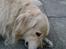 Golden retriever Leregårdens Unusual Uwe 