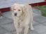 Golden retriever Leregårdens Unusual Uwe 