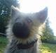 Schæferhund Chilli (aflivet)