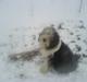 Bearded collie Vappe