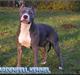 Amerikansk staffordshire terrier TIGRA