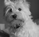 West highland white terrier Bonnie    R.I.P !!! <3 :(