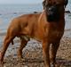 Bullmastiff Nero