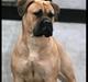 Bullmastiff Brak's Nagako Kuni/Bonnie