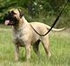 Bullmastiff Brak's MonteCalina/Maddie