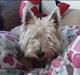 West highland white terrier felix