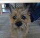 Cairn terrier kiki