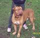 Dogue de bordeaux Balou R.I.P