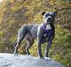 Amerikansk staffordshire terrier zika