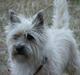 Cairn terrier Arthur