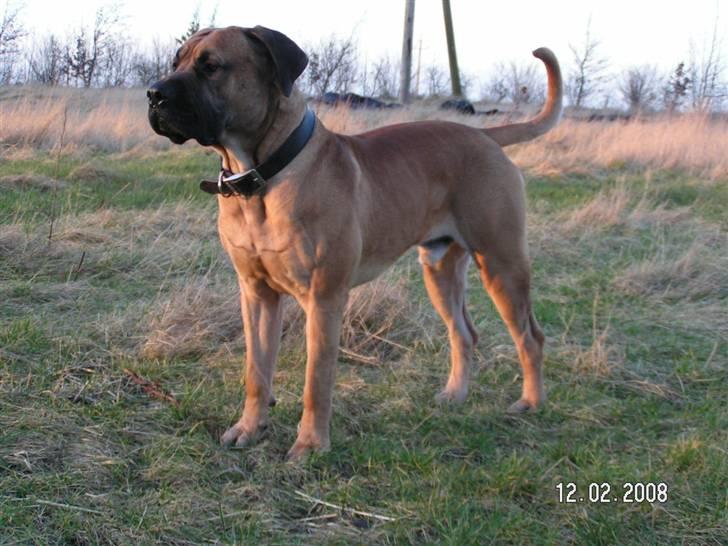Boerboel BOELSPLAAS KONG ARTHUR -  9 mdr billede 13