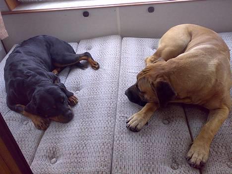 Boerboel BOELSPLAAS KONG ARTHUR - Man ligger da meget godt her i vores nye campingvogn. 10 mdr billede 14