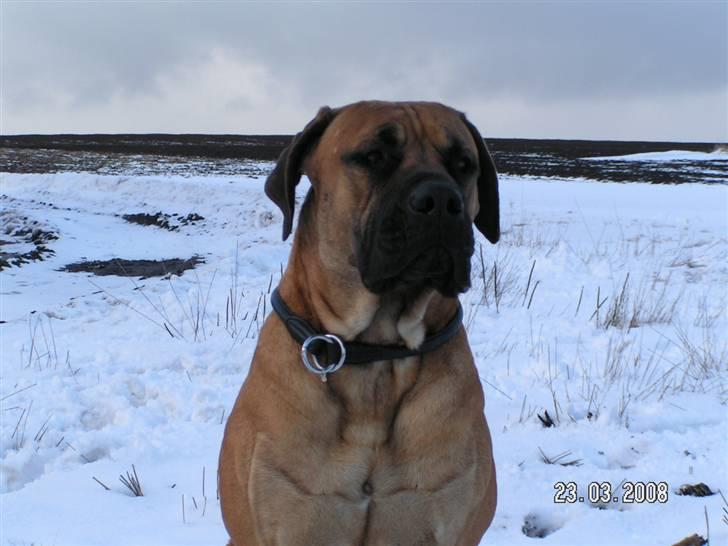 Boerboel BOELSPLAAS KONG ARTHUR - 18 mdr billede 15