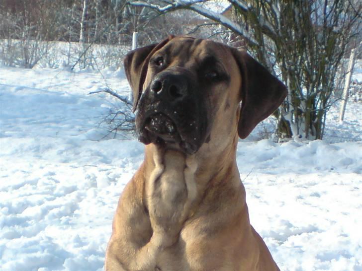 Boerboel BOELSPLAAS KONG ARTHUR - 7 mdr billede 16