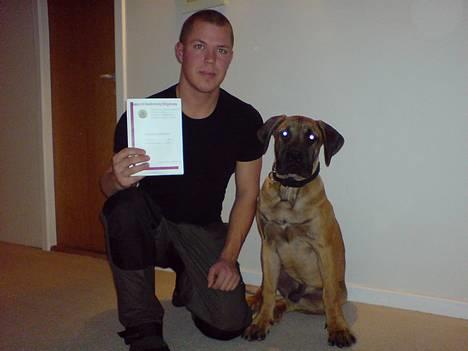 Boerboel BOELSPLAAS KONG ARTHUR - DCH Hvalpe prøve 98 ud af 100. billede 17