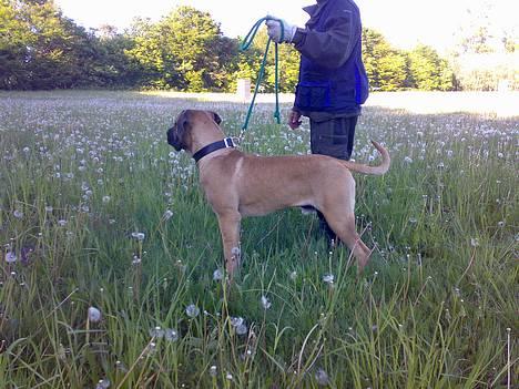 Boerboel BOELSPLAAS KONG ARTHUR - 10 mdr billede 18