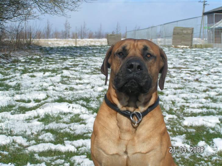 Boerboel BOELSPLAAS KONG ARTHUR - 18 mdr billede 19