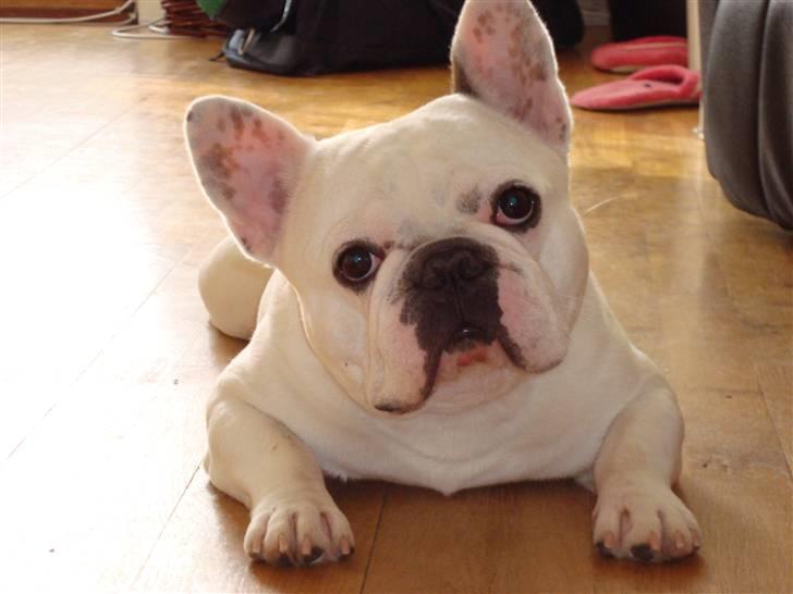 Fransk bulldog Muggi - Hej.. Jeg hedder muggi.. billede 1