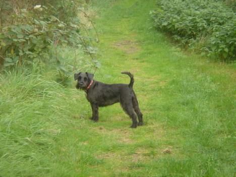 Dvaergschnauzer Bolette<3*død* rip. - Heej, jeg hedder Bolette! billede 1