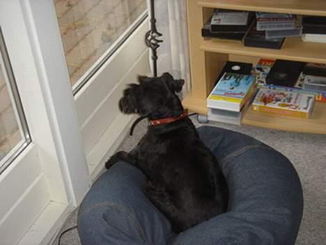 Dvaergschnauzer Bolette<3*død* rip. - Der er altså et egern derude! Det er meeeget spændene... billede 2