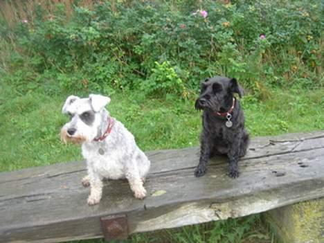 Dvaergschnauzer Bolette<3*død* rip. - Samn med sin "lillesøster" Andrea og hvad mon de kigger på? billede 3