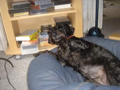 Dvaergschnauzer Bolette<3*død* rip. - Jeg er lige klar til at blive kløet! billede 4